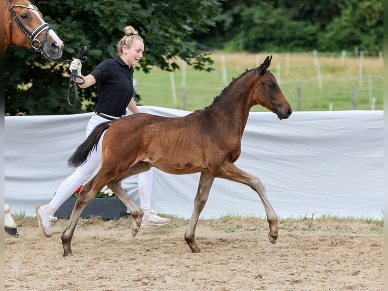 Cheval de sport allemand Étalon Poulain (04/2024) Bai brun foncé in Römerstein