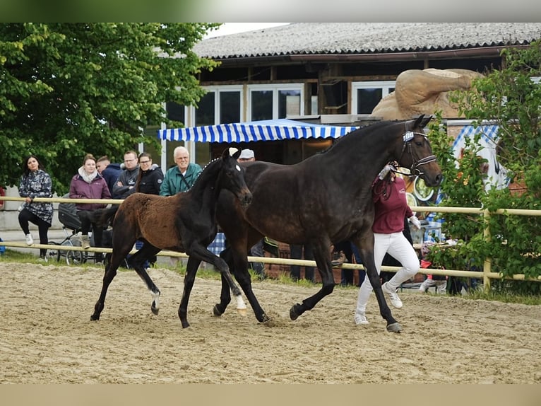 Cheval de sport allemand Étalon Poulain (02/2026) Bai brun foncé in Moritzburg
