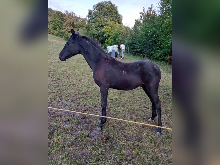 Cheval de sport allemand Étalon Poulain (03/2024) Bai brun foncé in Treffurt