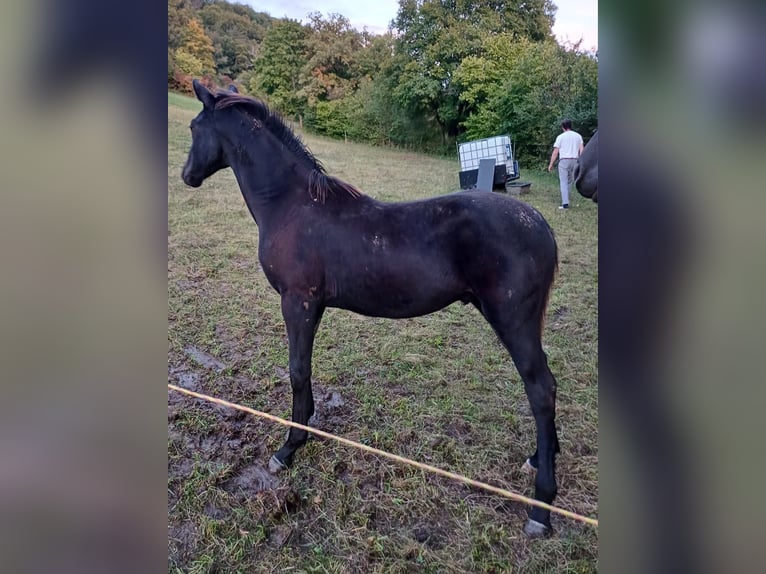 Cheval de sport allemand Étalon Poulain (03/2024) Bai brun foncé in Treffurt