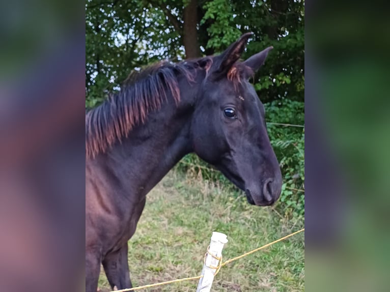 Cheval de sport allemand Étalon Poulain (03/2024) Bai brun foncé in Treffurt