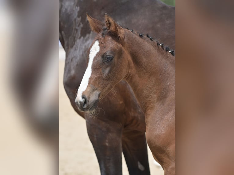 Cheval de sport allemand Étalon Poulain (05/2024) Bai brun foncé in Schrozberg