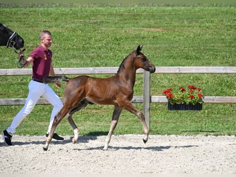 Cheval de sport allemand Étalon  Bai brun foncé in Stallwang