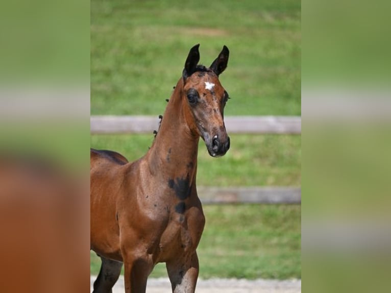 Cheval de sport allemand Étalon  Bai brun foncé in Stallwang