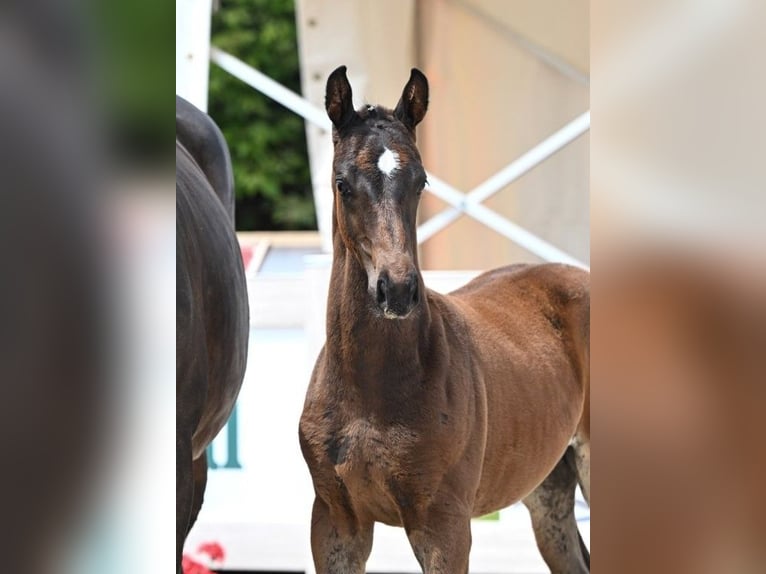 Cheval de sport allemand Étalon Poulain (04/2025) Bai brun in Fronhofen