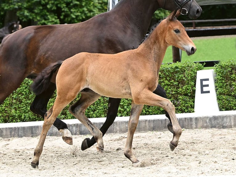 Cheval de sport allemand Étalon Poulain (04/2024) Bai in Bad Bevensen