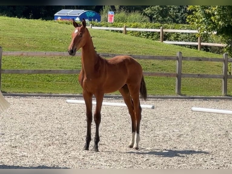 Cheval de sport allemand Étalon Poulain (04/2024) Bai in Beutelsbach/Anham