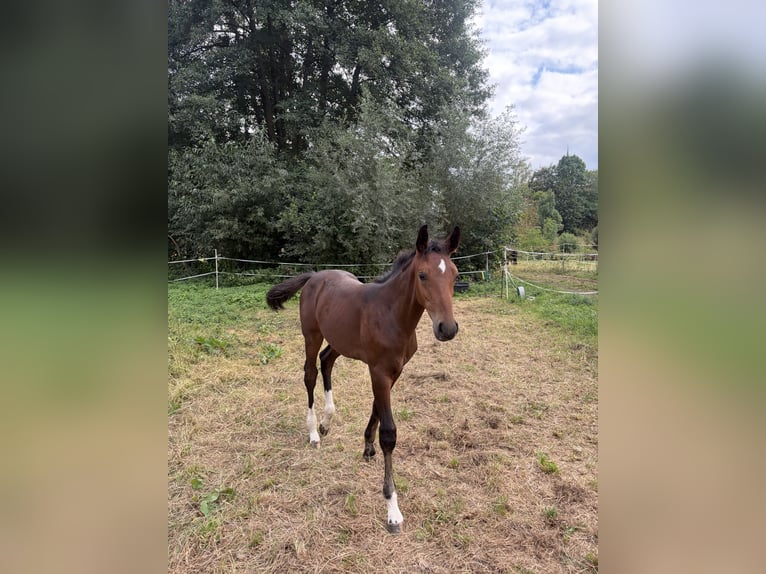 Cheval de sport allemand Étalon Poulain (05/2026) Bai in Eschwege