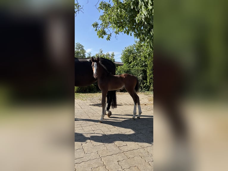 Cheval de sport allemand Étalon Poulain (07/2026) Bai in Mutlangen