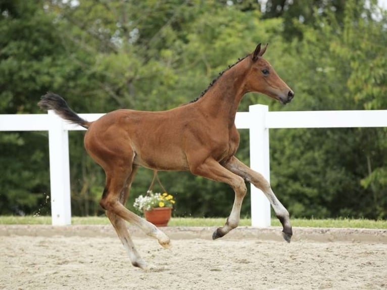 Cheval de sport allemand Étalon Poulain (03/2024) Bai in Leutra