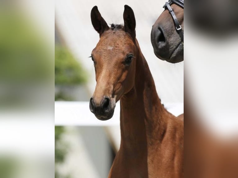 Cheval de sport allemand Étalon Poulain (03/2024) Bai in Leutra