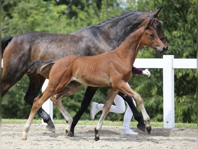 Cheval de sport allemand Étalon Poulain (03/2024) Bai in Leutra