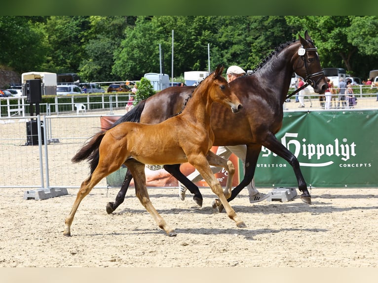 Cheval de sport allemand Étalon Poulain (04/2023) Bai in Thalberg