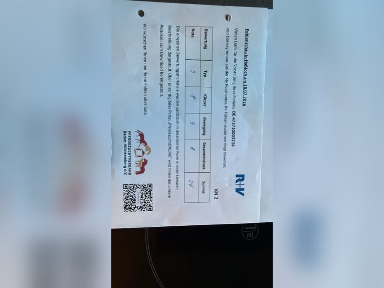 Cheval de sport allemand Étalon Poulain (05/2026) Bai in Bruchköbel
