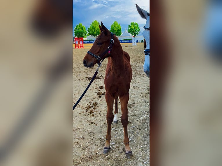 Cheval de sport allemand Étalon Poulain (02/2025) Bai in GROTE-BROGEL