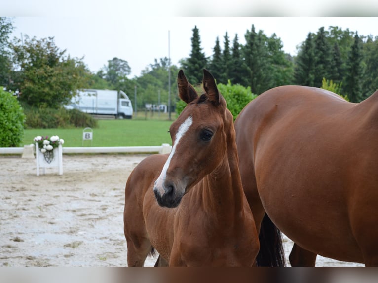 Cheval de sport allemand Étalon Poulain (05/2025) Bai in Hohenhameln
