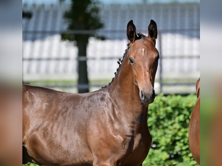 Cheval de sport allemand Étalon Poulain (04/2024) Bai in Magdeburg