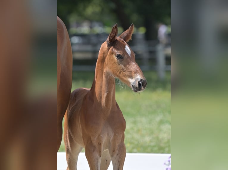 Cheval de sport allemand Étalon  Bai in H&#xFC;tschenhausen