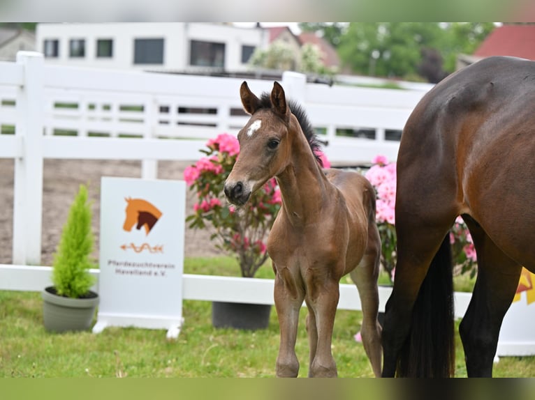 Cheval de sport allemand Étalon Poulain (04/2026) Bai in Schönwalde-Glien