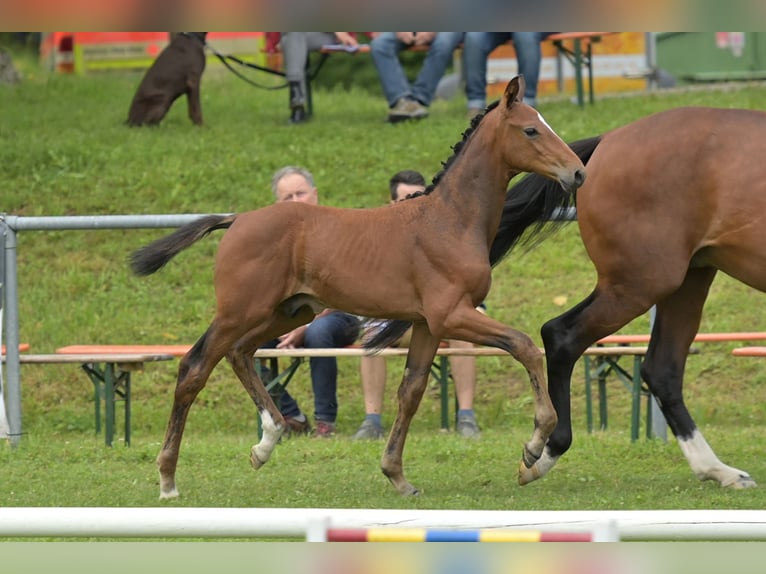 Cheval de sport allemand Étalon Poulain (05/2024) Bai in Fronhofen