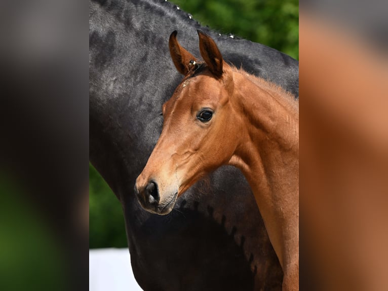 Cheval de sport allemand Étalon Poulain (03/2025) Bai in Gomadingen