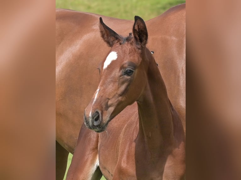 Cheval de sport allemand Étalon Poulain (05/2025) Bai in Gomadingen