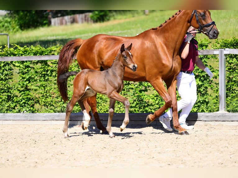Cheval de sport allemand Étalon Poulain (06/2026) Bai in Moritzburg