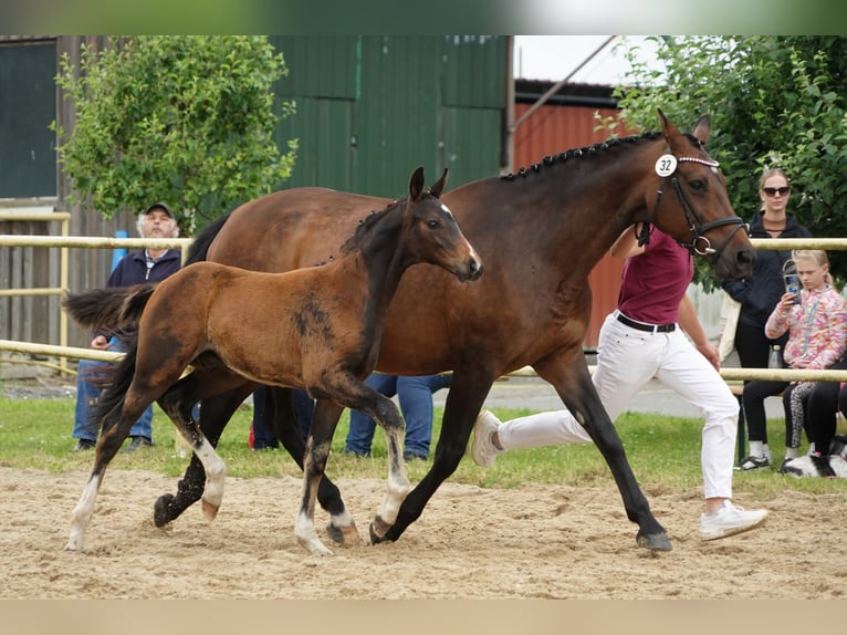 Cheval de sport allemand Étalon Poulain (04/2024) Bai in Neißeaue