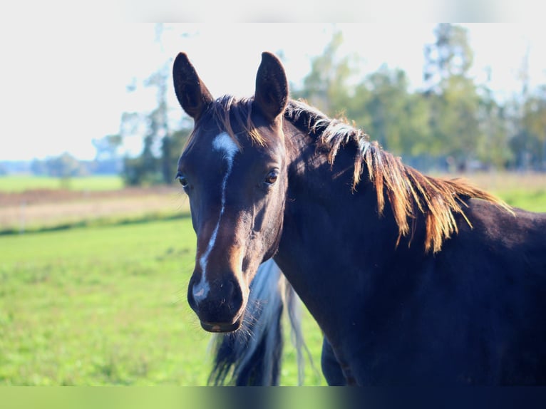 Cheval de sport allemand Étalon Poulain (04/2024) Bai in Neißeaue