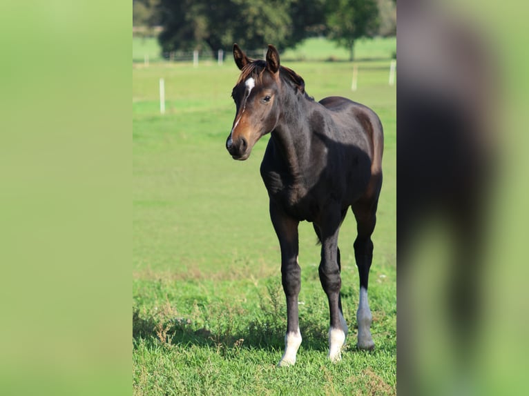 Cheval de sport allemand Étalon Poulain (04/2024) Bai in Neißeaue