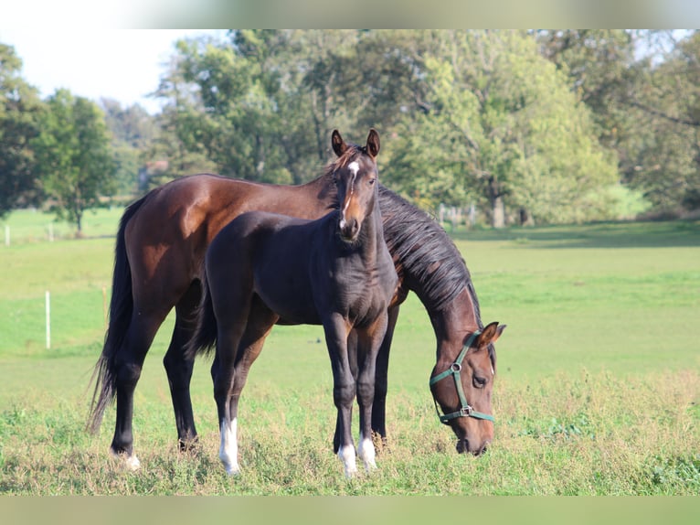 Cheval de sport allemand Étalon Poulain (04/2024) Bai in Neißeaue