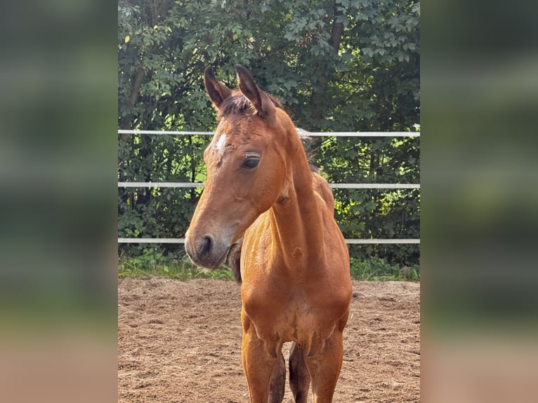 Cheval de sport allemand Étalon Poulain (06/2026) Bai in Niederstetten