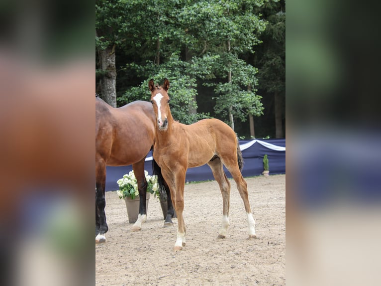 Cheval de sport allemand Étalon Poulain (05/2026) Bai in Niederstetten
