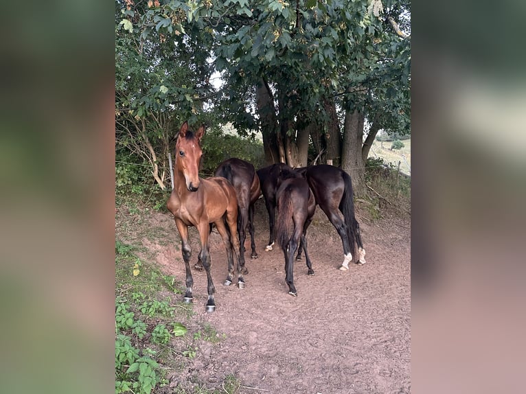 Cheval de sport allemand Étalon  Bai in Renthendorf