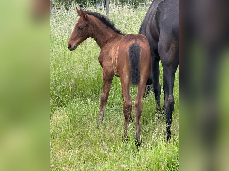 Cheval de sport allemand Étalon  Bai in Renthendorf