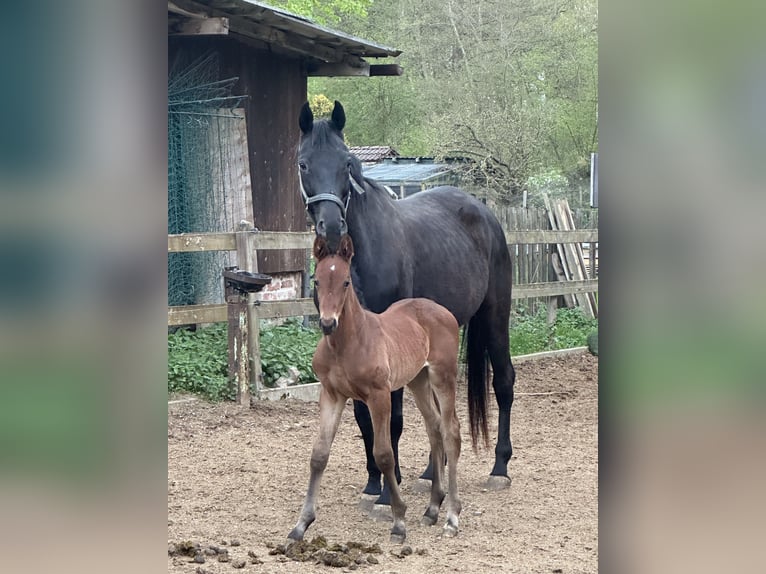 Cheval de sport allemand Étalon  Bai in Renthendorf