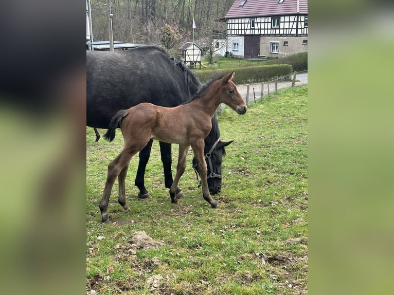 Cheval de sport allemand Étalon  Bai in Renthendorf