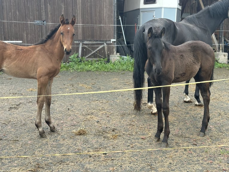 Cheval de sport allemand Étalon  Bai in Renthendorf