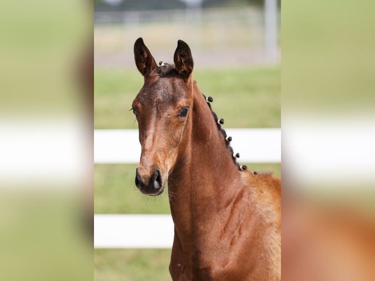 Cheval de sport allemand Étalon Poulain (03/2025) Bai in Rot an der Rot