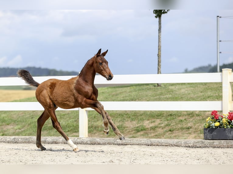 Cheval de sport allemand Étalon Poulain (03/2025) Bai in Rot an der Rot