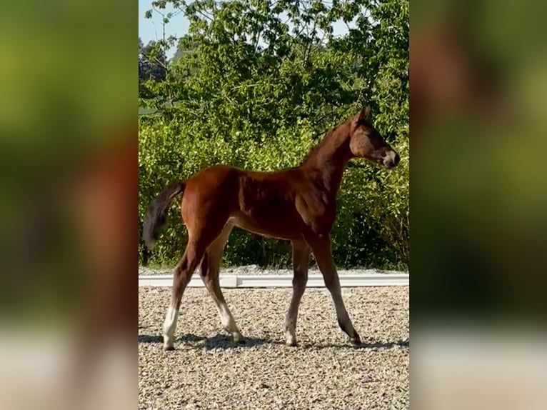 Cheval de sport allemand Étalon Poulain (03/2025) Bai in Schleibnitz