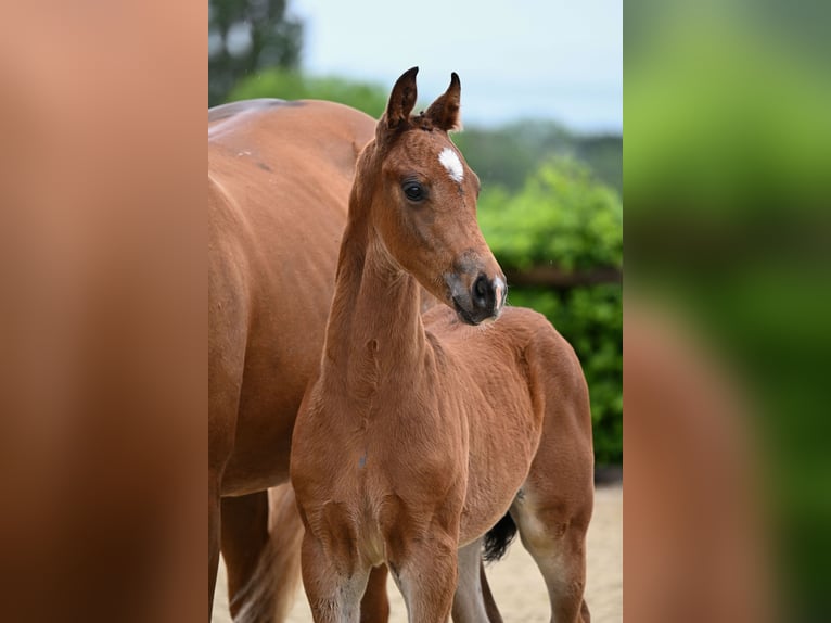 Cheval de sport allemand Étalon Poulain (04/2026) Bai in Starnberg