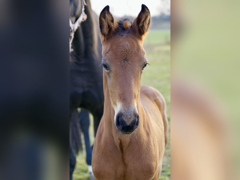 Cheval de sport allemand Étalon  Bai in Zerbst