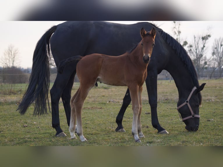 Cheval de sport allemand Étalon  Bai in Zerbst