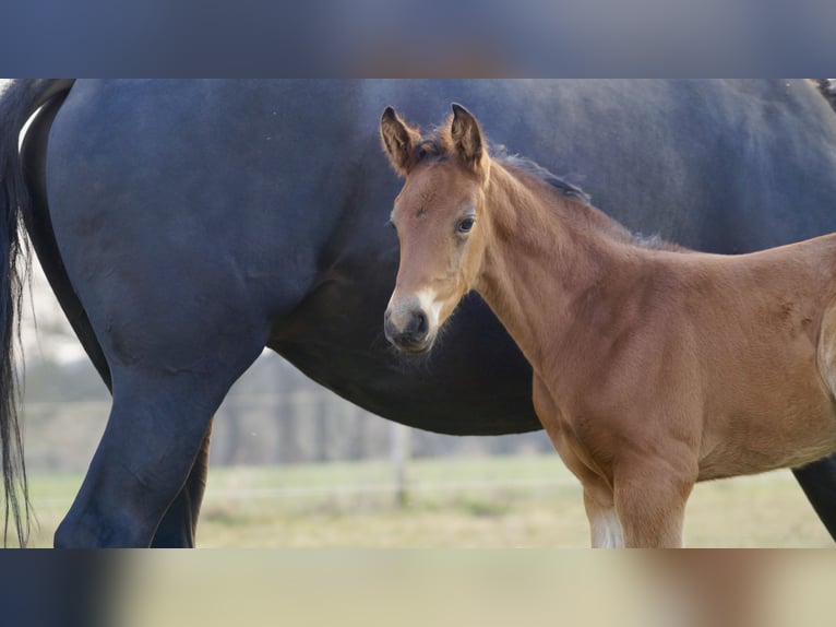 Cheval de sport allemand Étalon  Bai in Zerbst