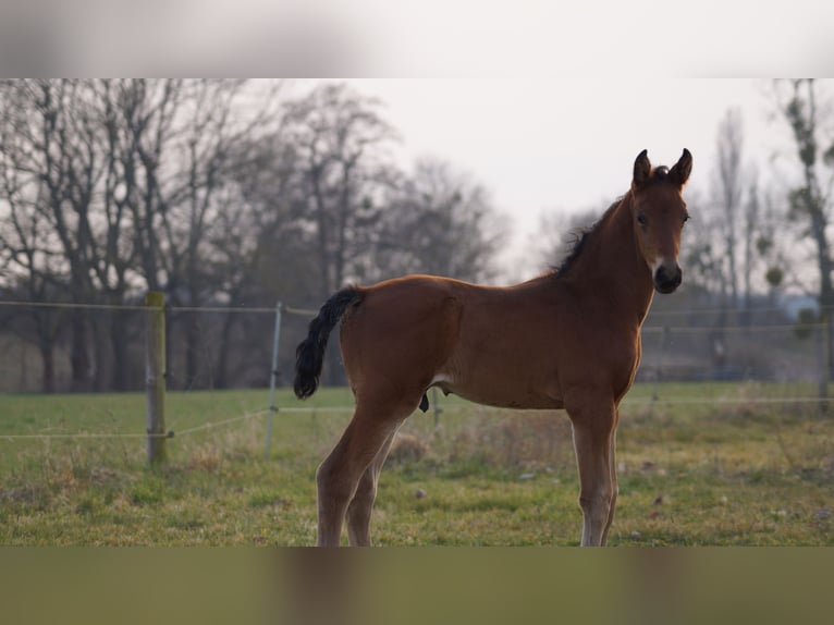 Cheval de sport allemand Étalon  Bai in Zerbst