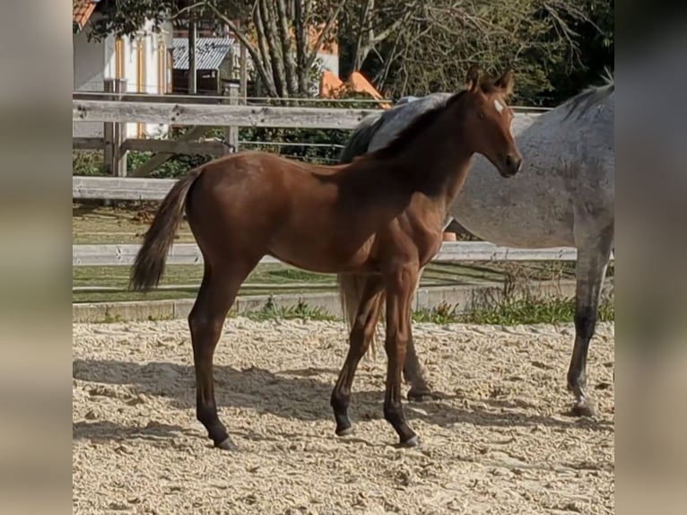 Cheval de sport allemand Étalon Poulain (05/2026) Bai in Bad König