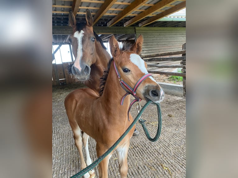 Cheval de sport allemand Étalon Poulain (06/2025) Bai in Brahmenau