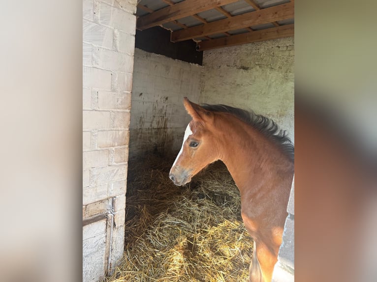 Cheval de sport allemand Étalon Poulain (06/2025) Bai in Brahmenau