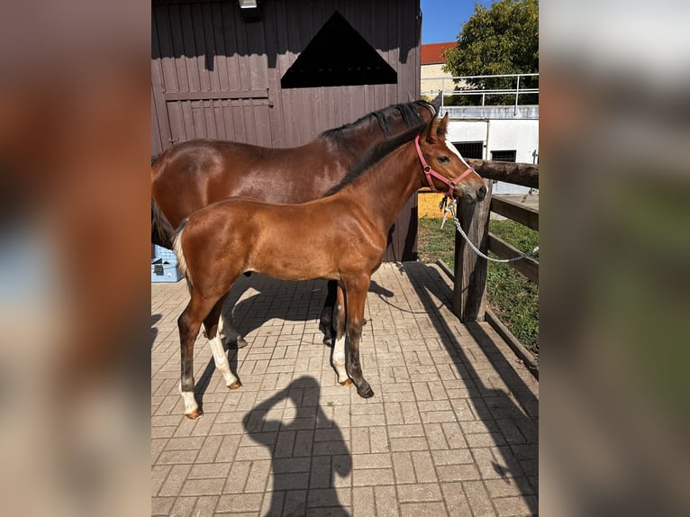 Cheval de sport allemand Étalon Poulain (06/2025) Bai in Brahmenau